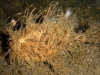 ga-frogfish_hairy_pj