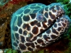 ga-moray_eel