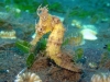 ga-seahorse_weedy