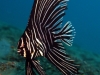 ga-zebra_batfish