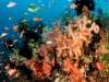 Anthiases swimming around soft corals in Liberty Wreck, Bali Indonesia.