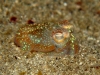 ga-bottletail_squid-1