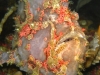 ga-frogfish_commersons