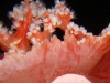 ga-soft_coral_crab