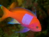 Male squarespot anthias, Pseudanthias, pleurotaenia, Nusa Kode,  Komodo National Park, Indonesia.