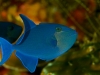 Redtooth triggerfish, Odonus niger, Rincha Island, Komodo National Park, Indonesia.