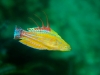 Male yellewfin flasher wrasse, Paracheilinus flavianalis, Nusa Kode, Komodo National Park, Indonesia.