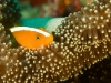 Orange anemonefishes, Amphiprion sandaracinos, in a Merten\'s sea anemone,   Komodo National Park Indonesia.