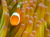 Clownfish, Amphiprion ocellaris, in a magnificient sea anemone, Heteractis magnifica, Komodo National Park Indonesia.