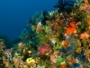 Reef scenic with red tooth trigger fishes, Odonus niger, Komodo National Park Indonesia.