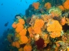 Colorful reef scenic with tubastrea hard corals and crinoids, Komodo National Park, Indonesia.