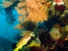 Reef scenic with colorful crinoids, Komodo National Park, Indonesia.