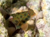 richard-smith-picturesque-dragonet