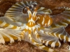 richard-smith-wunderpus