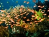 Reef scenic with scalefin anthiases, Pseudanthias squamipinnis, Komodo National Park, Indonesia.