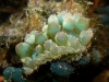 ga-caulerpa_slug