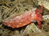 ga-cuttlefish_red-mb