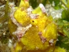 ga-frogfish_vitu