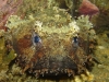 ga-toadfish_face-mb