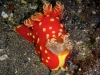 ga-gymnodoris-aurita_feeding2