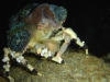 ga-coralimorph_crab_faml