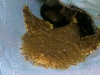 Tasselled wobbegong, Eucrossorhinus dasypogon, in an elephant ear sponge Raja Ampat Indonesia