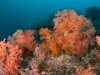 Shannon Conway, Komodo 2011 (http://www.underwaterphotography.com.au)