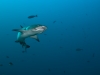 Shannon Conway, Komodo 2011 (http://www.underwaterphotography.com.au)