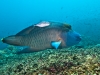 Shannon Conway, Komodo 2011 (http://www.underwaterphotography.com.au)