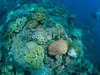 Shannon Conway, Komodo 2011 (http://www.underwaterphotography.com.au)