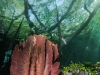 Giant barrel sponge in blue water mangroves