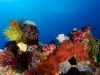 Colourful coral life and clear waters in Halmahera, sadly all the fish had left when i entered with my camera. Isn\'t that just Sods law?