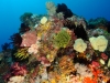 Colourful reef scenery in Halmahera