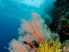 Sea fan and colourful feather star in Misool