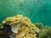 Leather coral and reef in blue water mangroves