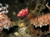 A pair of cuttlefish in Halmahera