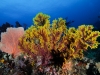 Colourful sea fans in Misool, Raja Ampat