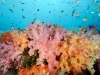Masses of colourful soft corals of Misool, Raja Ampat