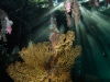 Trying to create moody lighting on a sea fan within blue water mangroves in Raja Ampat