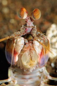 Mantis shrimp