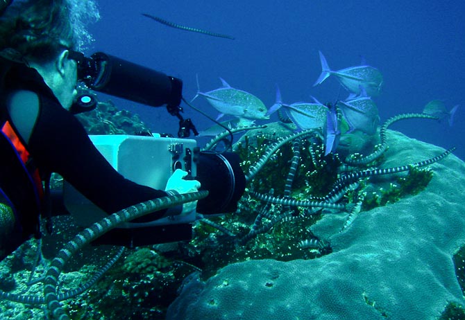 BBC coral reef film maker shooting sea snakes for the Blue Planet series.