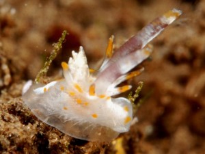 Okenia cf. rhinorna, Photo by Anouk Houben