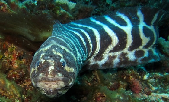 Convict Fish