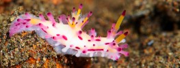 The Joy of Nudibranchs