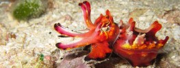 Cephalopods Photo Gallery