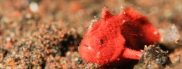 Frogfish Photo Gallery