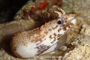 I first came aross this species in 2008 and it has yet to be identified. It looks similar to the dragon moray from Hawaii though very different markings