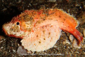 Check out those huge pectoral fins, very unusual