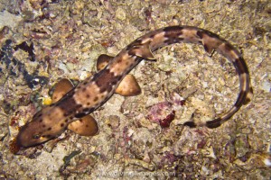 Another new species of shark, this one only found in Halmahera