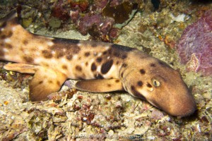 Another new species of shark, this one only found in Halmahera